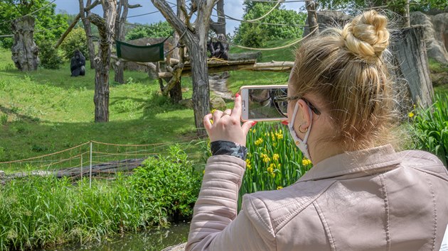 Venkovní expozice goril je návštěvníkům od 14. května přístupná. A je na co se koukat, gorily si totiž jarní počasí a čerstvou zeleň opravdu užívají. 