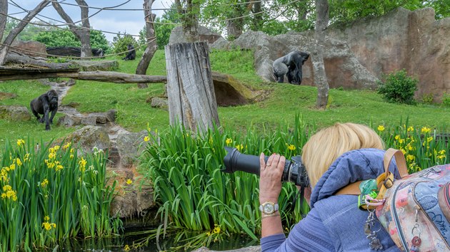 Venkovní expozice goril je návštěvníkům od 14. května přístupná. A je na co se koukat, gorily si totiž jarní počasí a čerstvou zeleň opravdu užívají. 