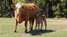 Rodina se peorientovala se na chov masného skotu a agroturistiku.