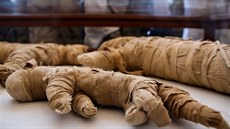 Zvíecí mumie. V Sakkáe nali archeologové i balzamované koky.