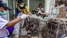 Zdravotníci zkoumají netopýry, zabavené na jednom tzv. mokrém trhu v Indonésii....