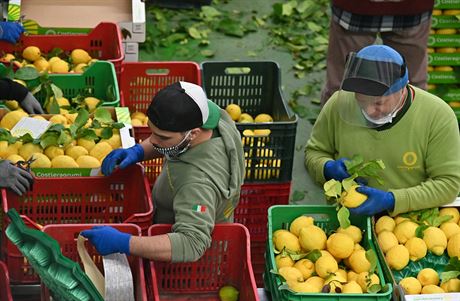 Dlníci tídí ovoce na citronové farm v italském mst Minori. (24. dubna 2020)