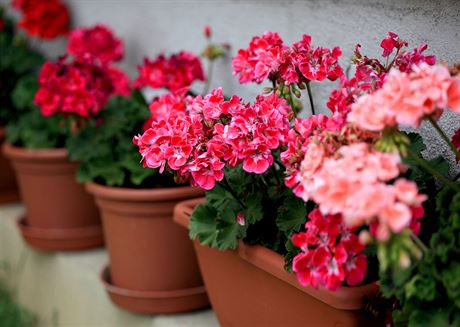 Mukáty neboli pelargonie, nejoblíbenjí kvtiny naich babiek, se vracejí na...