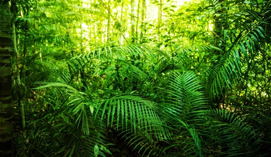 Tropické lesy jsou schopny vstebávat uhlík z atmosféry. Pokud vak teplota...
