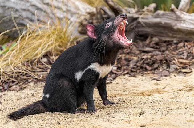 Ďábel medvědovitý, známý též jako tasmánský čert, původními obyvateli Tasmánie...