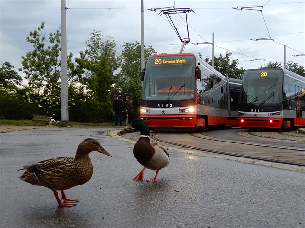 Duck friendly. Stanice tramvaje Divoká árka.