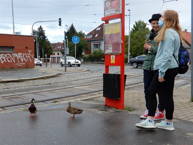 Duck friendly. Stanice tramvaje Divoká árka.