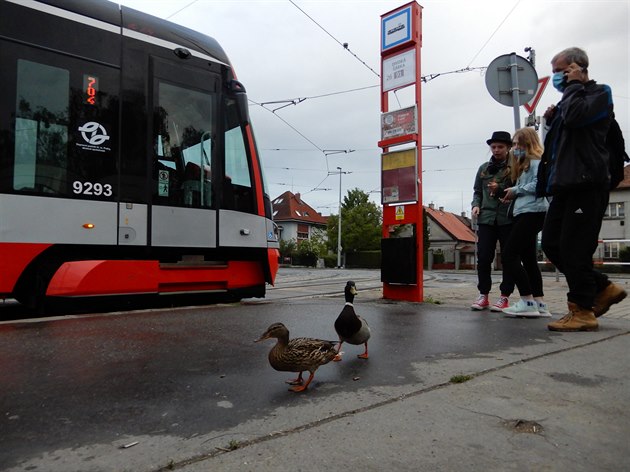 Duck friendly. Stanice tramvaje Divoká árka.