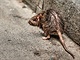 Krysa na pask ulici