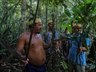 Skupina brazilských indián z etnika Sateré-Mawé hledá léivé byliny, které...
