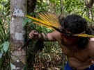 Braziltí indiáni z etnika Sateré-Mawé hledají léivé byliny, které pomáhají...