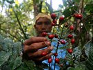 Braziltí indiáni z etnika Sateré-Mawé hledají léivé byliny, které pomáhají...