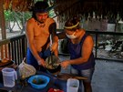 Braziltí indiáni z etnika Sateré-Mawé zpracovávají léivé byliny, které...