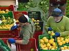 Dlníci tídí ovoce na citronové farm v italském mst Minori. (24. dubna 2020)