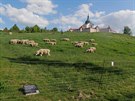 Ve stedu odpoledne u se ovce zaaly pást na turisty hojn vyhledávaném míst.