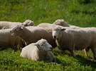 Plemeno ovcí romney, které Milan Daourek v potu dvou stovek dosplých jedinc...