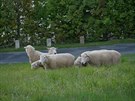 Plemeno ovcí romney, které Milan Daourek v potu dvou stovek dosplých jedinc...