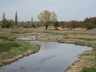 Nov vytvoené meandry íanského potoka pod Lítonickým rybníkem.