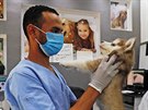 Veteriná s ochrannou roukou vyetuje tn huskyho na klinice v Káhie. (27....