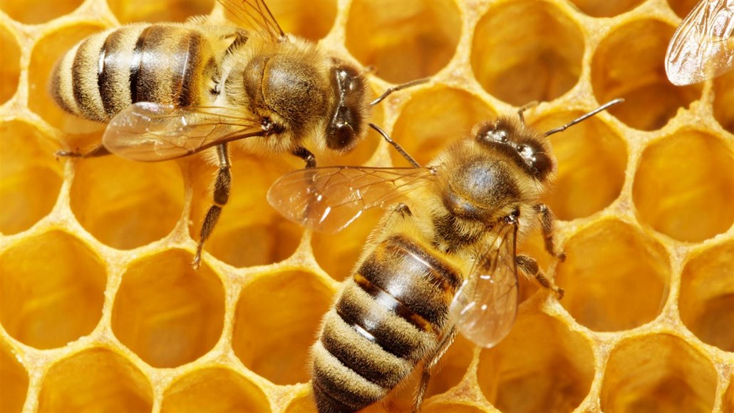 Včely, stejně jako čmeláci a vosy, spadají pod řád blanokřídlých, který...