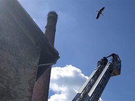 Záchrana čápů z komína v Hořátvi na Nymbursku