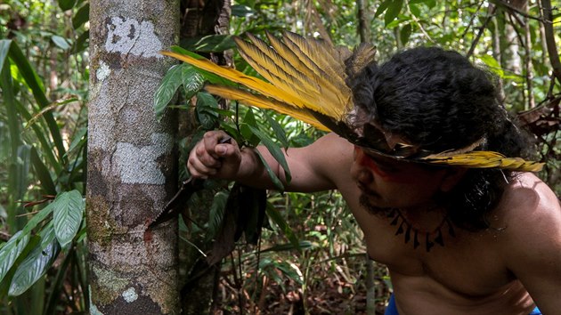 Brazilští indiáni z etnika Sateré-Mawé hledají léčivé byliny, které pomáhají proti příznakům onemocnění covid-19. (17. května 2020)