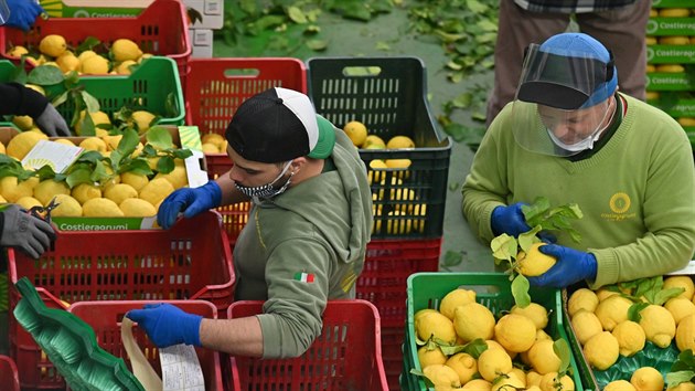 Dlnci td ovoce na citronov farm v italskm mst Minori. (24. dubna 2020)