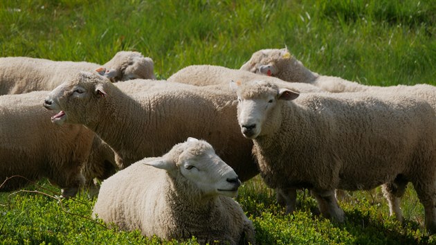 Plemeno ovcí romney, které Milan Daďourek v počtu dvou stovek dospělých jedinců chová, je jedním z nejchovanějších plemen u nás. Vyznačuje se mimo jiné klidem a plachostí.