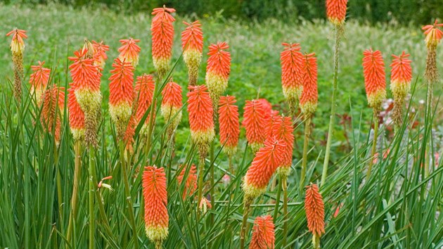Kniphofie