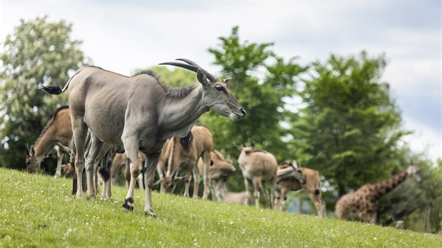 Safari Park ve Dvoře Králové se chystá naplno obnovit provoz po koronavirových omezeních (21. 5. 2020).