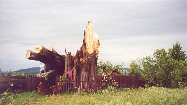 Fotograf zachytil Semtinskou lpu kolem osm hodiny veer, asi ti hodiny po jejm pdu (27. 5. 2000).