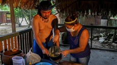 Braziltí indiáni z etnika Sateré-Mawé zpracovávají léivé byliny, které...