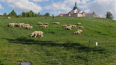 Ve stedu odpoledne u se ovce zaaly pást na turisty hojn vyhledávaném míst.