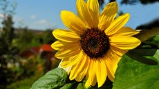 Jaké kv�tiny je pot�eba zasadit na ja�e? (Snímek je z okrasných polí v Jarom��i)