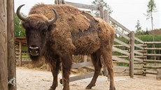 Dosplý zubr evropský ve výbhu táborské zoo.