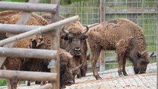 V táborské zoo mají ptilenné chovné stádo zubra evropského.