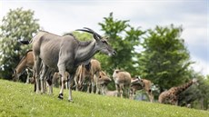 Safari Park ve Dvoe Králové se chystá naplno obnovit provoz po koronavirových...