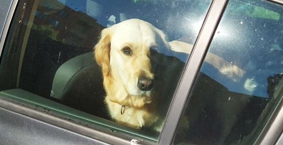 Pes v autě.