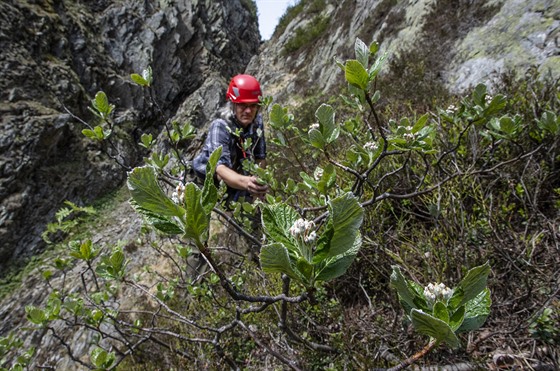 Botanici a geologové zkoumali ertovu zahrádku na úboí Studniní hory, která...