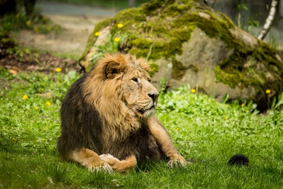 Předchůdce současného samce lev Sohan musel být loni utracen.