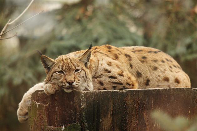 Z jihlavské zoo utekla mladá samice rysa, před chovateli se skrývá v křoví