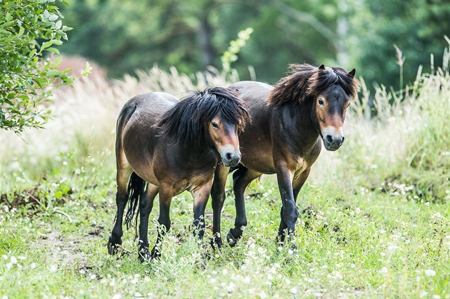 Pro exmoorské poníky vybudovali ochránci pírody na hradecké Placht asi...