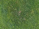 Pohled z dronu na srne v poli.