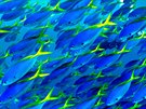 Modroluté ryby z eledi chapalovitých pohybující se v rozsáhlých hejnech...