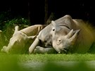 Nosoroec erný je poádný a na stravu nároný frajer, ovem takto spokojen se...