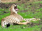 Gepardi si uívají nádherný výbh, od návtvník je oddluje jen voda. Na...