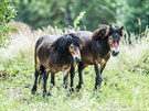Pro exmoorské poníky vybudovali ochránci pírody na hradecké Placht asi...
