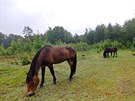 Lokalita Na Placht kvli suchu nestaí uivit osm divokých koní, polovina...