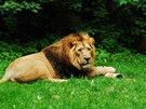 Pedchdce souasnho samce lev Sohan musel bt loni utracen.