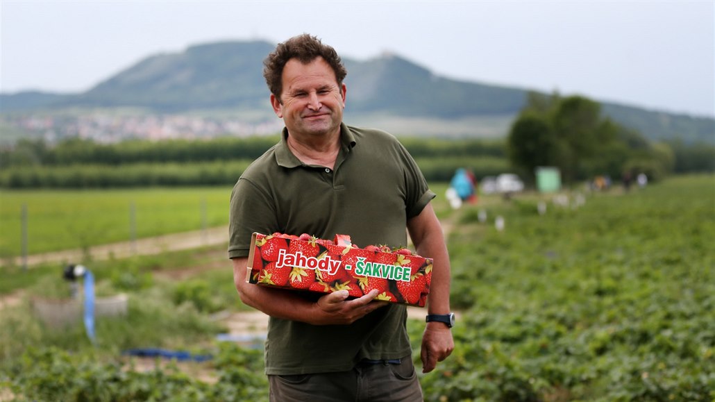 Vložit obrovské peníze do jahod je stresující, popisuje jejich pěstitel